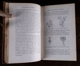 1879 Scientific Lectures by Sir John Lubbock - Harrington Antiques