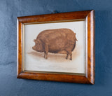 'Prize Tamworth Pig' Engraving. Melton Constable, Norfolk. Early 20thC. - Harrington Antiques
