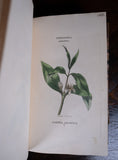 1816 The Class And Orders Of The Linnaean System Of Botany. First Edition. - Harrington Antiques