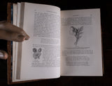 1879 Rambles In Search Of Wild Flowers by Margaret Plues - Harrington Antiques