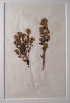 Set Of Three Botanical Specimens, 19th Century