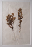Set Of Three Botanical Specimens, 19th Century