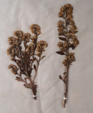 Set Of Three Botanical Specimens, 19th Century