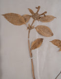 Set Of Three Botanical Specimens, 19th Century