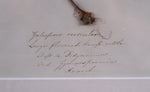 Set Of Three Botanical Specimens, 19th Century