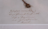 Set Of Three Botanical Specimens, 19th Century
