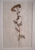 Set Of Three Botanical Specimens, 19th Century