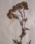 Set Of Three Botanical Specimens, 19th Century