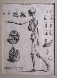 Andrew Bell (1726-1809) - Anatomical Skeleton Engraving, c.1770