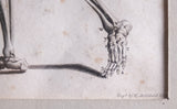 Andrew Bell (1726-1809) - Anatomical Skeleton Engraving, c.1770