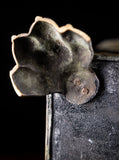 Brass Coal / Kindling Bin With Ram & Paw Feet, c.1890