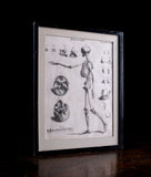 Andrew Bell (1726-1809) - Anatomical Skeleton Engraving, c.1770 - Harrington Antiques