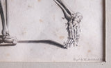 Andrew Bell (1726-1809) - Anatomical Skeleton Engraving, c.1770 - Harrington Antiques