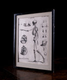 Andrew Bell (1726-1809) - Anatomical Skeleton Engraving, c.1770 - Harrington Antiques