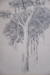 Arthur George Walker RA (1861 - 1939) - Tree Sketch. - Harrington Antiques