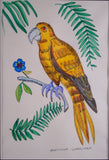 Pair of Naive Pen & Ink Birds of Paradise - Harrington Antiques