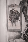 Pietro Berrettini (1596 - 1669) - Engraving Of Plate XIII, Tabulae Anatomicae - Harrington Antiques