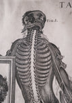 Pietro Berrettini (1596 - 1669) - Engraving Of Plate XIII, Tabulae Anatomicae - Harrington Antiques