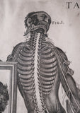 Pietro Berrettini (1596 - 1669) - Engraving Of Plate XIII, Tabulae Anatomicae - Harrington Antiques