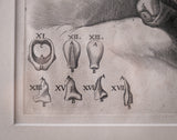 Pietro Berrettini (1596 - 1669) - Engraving Of Plate XIII, Tabulae Anatomicae - Harrington Antiques