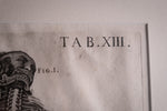 Pietro Berrettini (1596 - 1669) - Engraving Of Plate XIII, Tabulae Anatomicae - Harrington Antiques