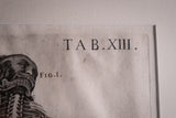 Pietro Berrettini (1596 - 1669) - Engraving Of Plate XIII, Tabulae Anatomicae - Harrington Antiques