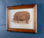 'Prize Tamworth Pig' Engraving. Melton Constable, Norfolk. Early 20thC. - Harrington Antiques