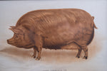 'Prize Tamworth Pig' Engraving. Melton Constable, Norfolk. Early 20thC. - Harrington Antiques