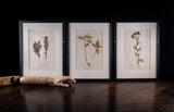 Set Of Three Botanical Specimens, 19th Century - Harrington Antiques