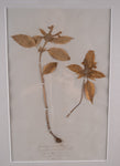 Set Of Three Botanical Specimens, 19th Century - Harrington Antiques