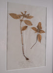 Set Of Three Botanical Specimens, 19th Century - Harrington Antiques