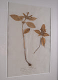 Set Of Three Botanical Specimens, 19th Century - Harrington Antiques