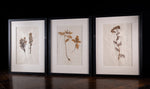 Set Of Three Botanical Specimens, 19th Century - Harrington Antiques