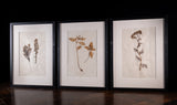 Set Of Three Botanical Specimens, 19th Century - Harrington Antiques