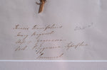 Set Of Three Botanical Specimens, 19th Century - Harrington Antiques