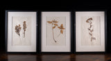 Set Of Three Botanical Specimens, 19th Century - Harrington Antiques