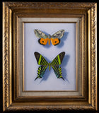 William H. Howe (1928 - 2009) - Moth Beauties From San Andreas. - Harrington Antiques