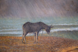 19th Century Oil On Board - Donkey On A Stormy Beach - Harrington Antiques