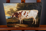 19th Century Prize Bull Portrait. English School. Oil On Canvas. - Harrington Antiques