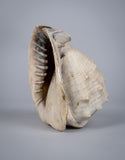 19th Century Relief Carved Cameo Conch Shell - Harrington Antiques