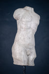 Classical Male Torso Plaster Cast On Marble Base - Harrington Antiques