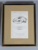 Early 19thC Engravings Of Bear & Bat Skulls (James Basire). Published 1824. - Harrington Antiques