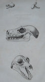 Early 19thC Engravings Of Bear & Bat Skulls (James Basire). Published 1824. - Harrington Antiques