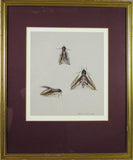 Mary Elliot Lacey (1924-2004) 'Privet Hawk Moth', Signed Gouache. - Harrington Antiques