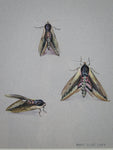 Mary Elliot Lacey (1924-2004) 'Privet Hawk Moth', Signed Gouache. - Harrington Antiques