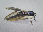 Mary Elliot Lacey (1924-2004) 'Privet Hawk Moth', Signed Gouache. - Harrington Antiques