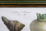 Pair of Vilmorin Andrieux, Paris Framed Prints - No. 12 (1869) & No. 15 (1864) - Harrington Antiques