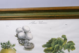 Pair of Vilmorin Andrieux, Paris Framed Prints - No. 12 (1869) & No. 15 (1864) - Harrington Antiques