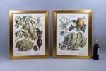 Pair of Vilmorin Andrieux Paris Framed Prints - No. 31 (1880) & No. 34 (1884) - Harrington Antiques