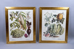 Pair of Vilmorin Andrieux Paris Framed Prints - No. 31 (1880) & No. 34 (1884) - Harrington Antiques